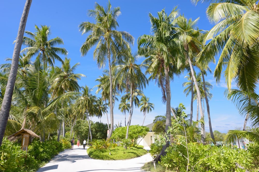pathway and palm trees during day