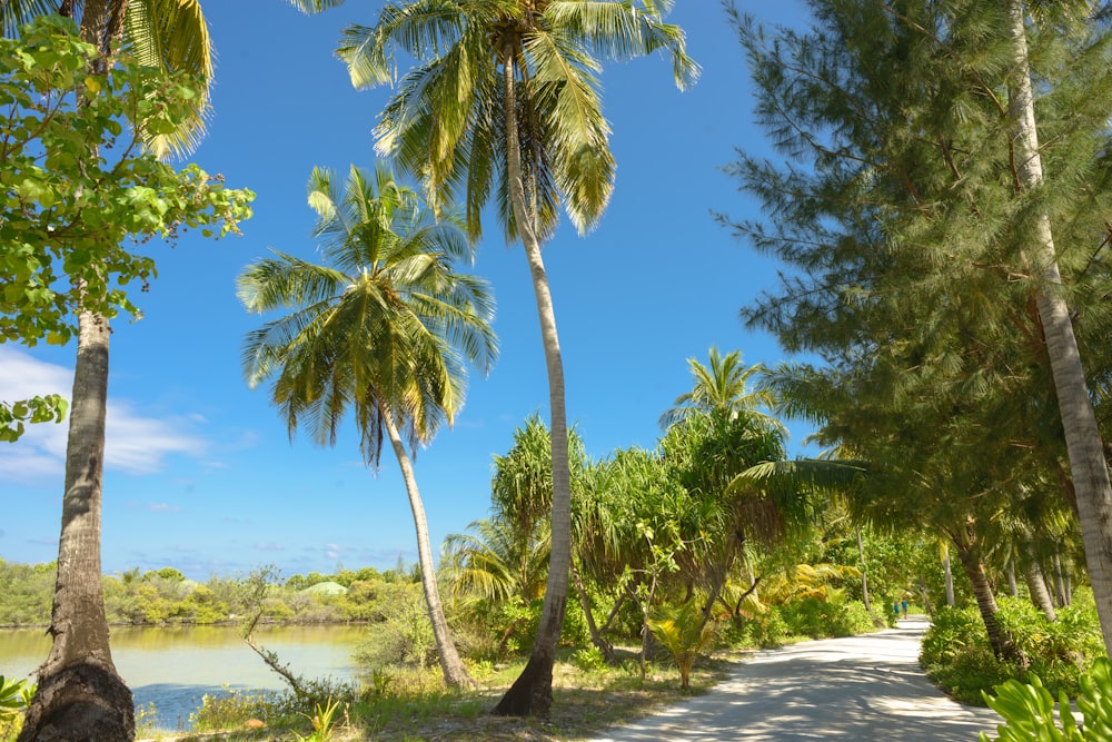 road and palm trees near body of water