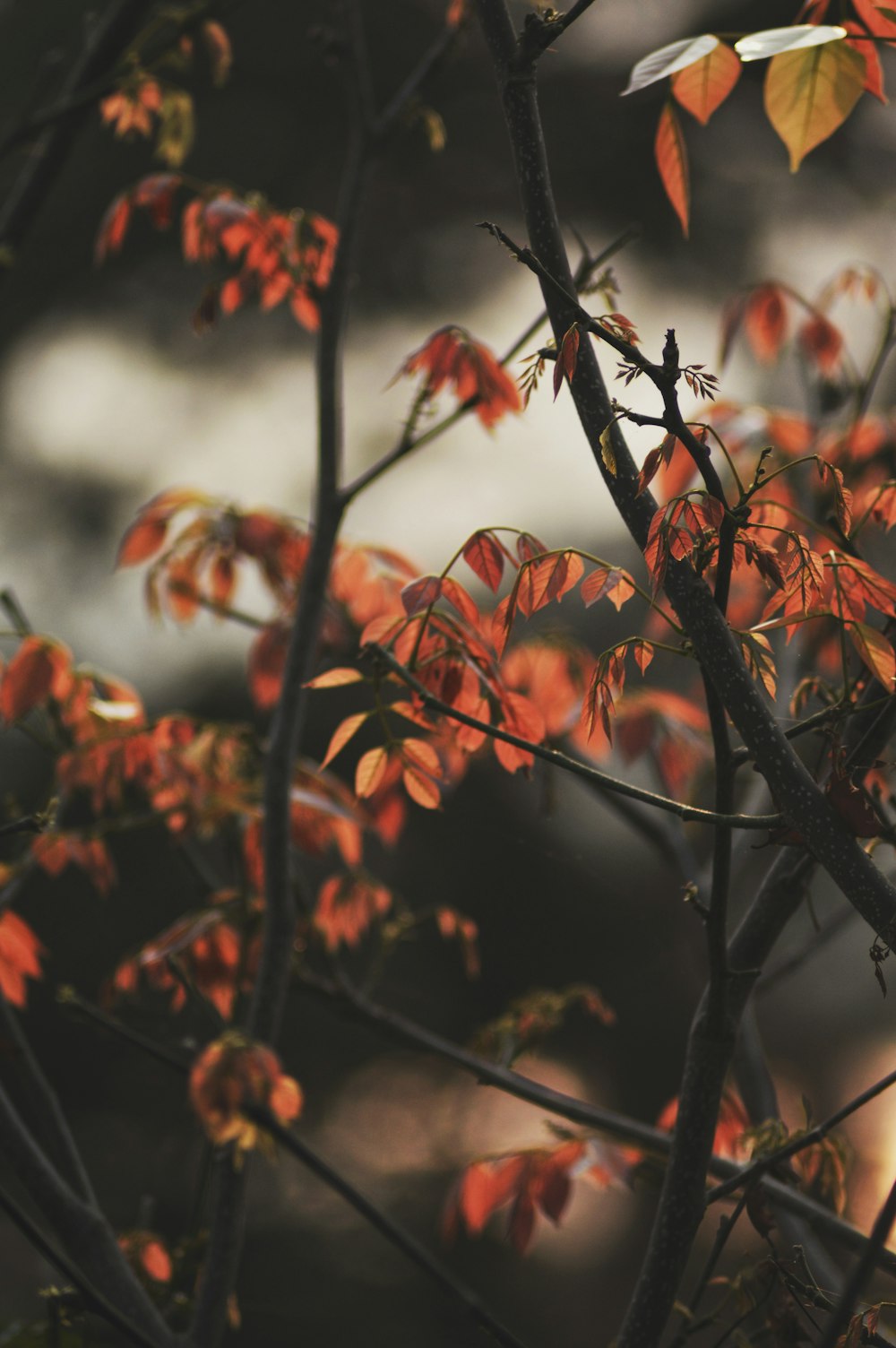 茶色の葉の木