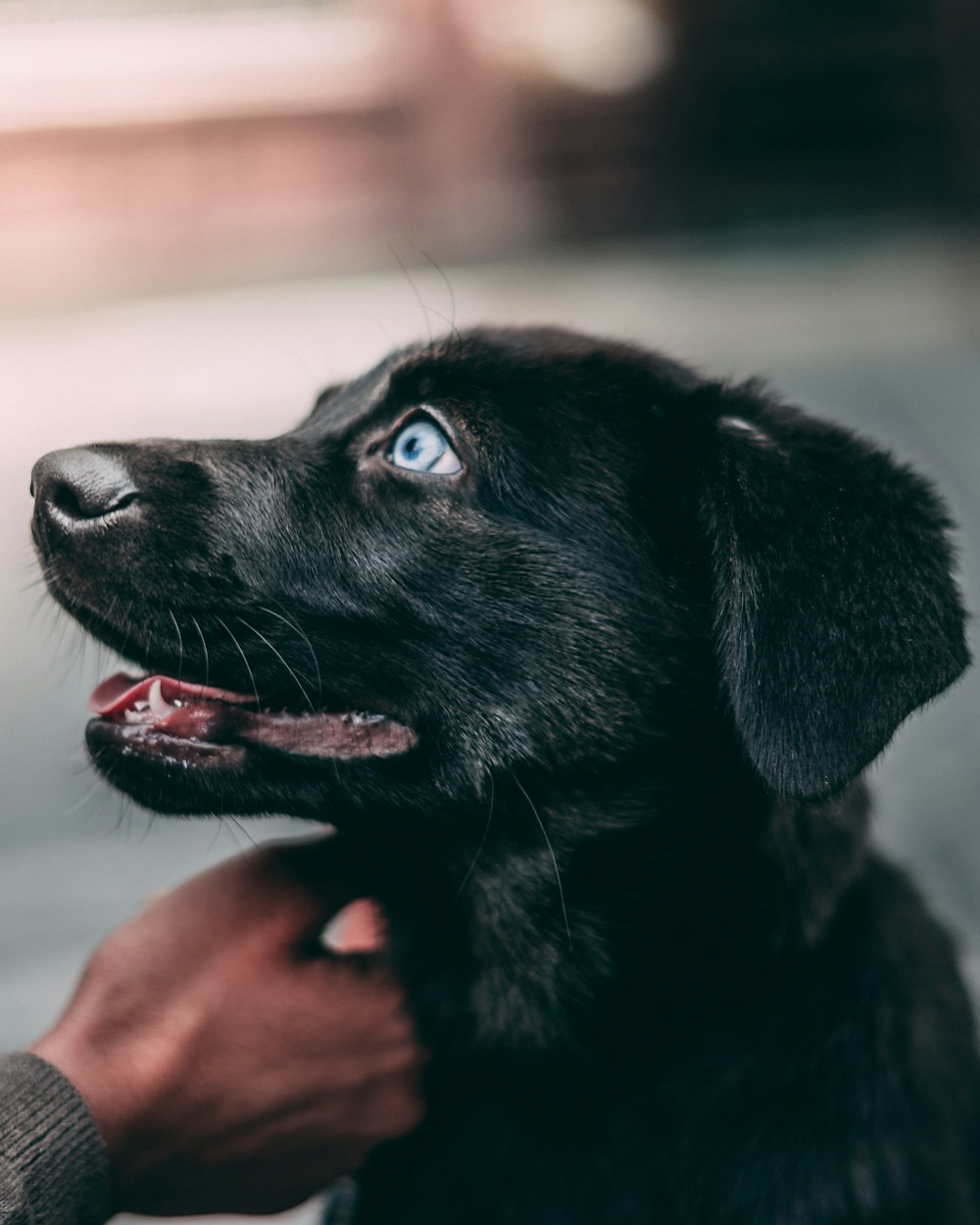 cucciolo di Labrador retriever nero sulla fotografia a fuoco selettivo