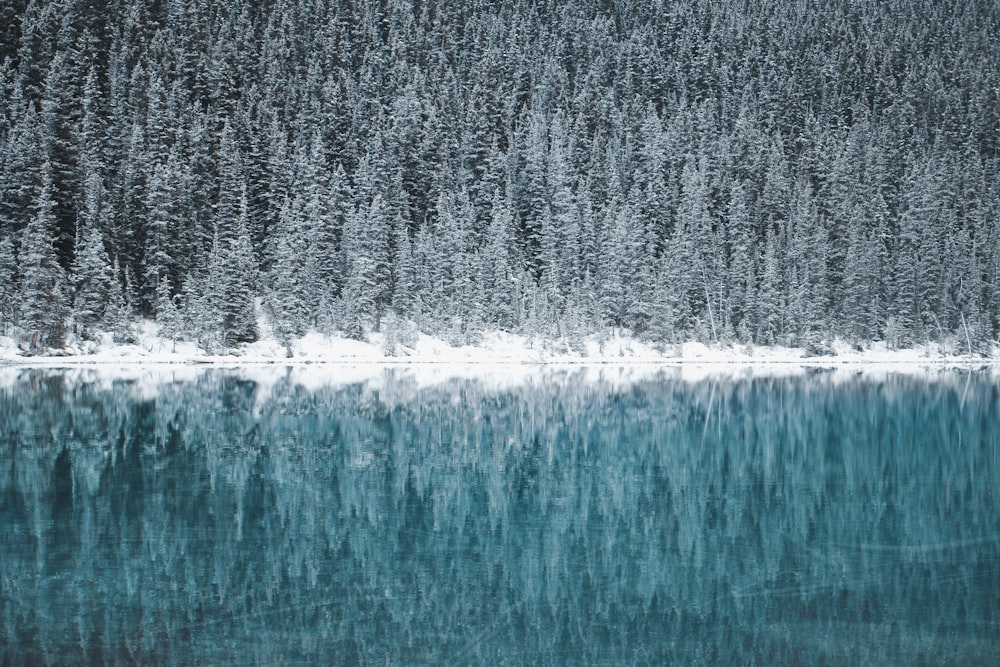 green leafed pine trees near river wallpaper