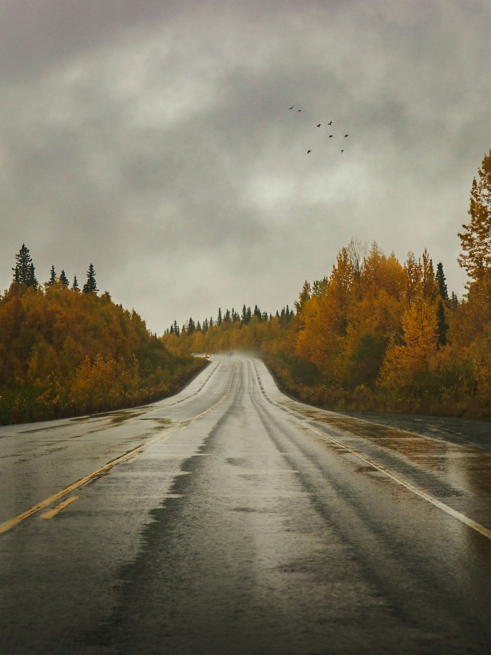 empty road between trees