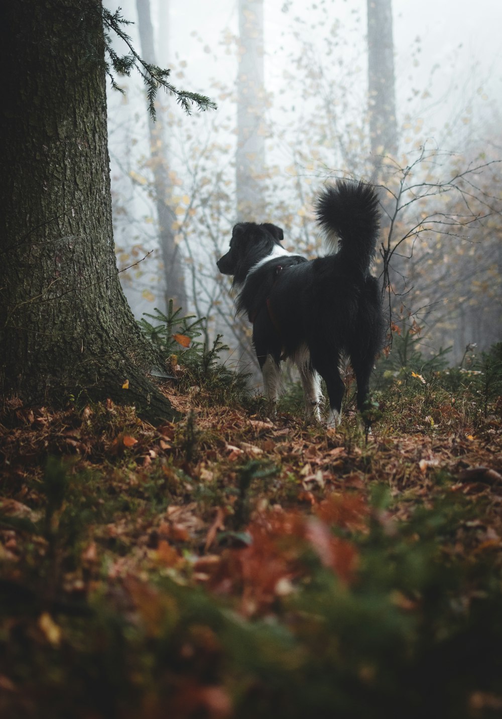 Border collie adulto blanco y negro en el bosque