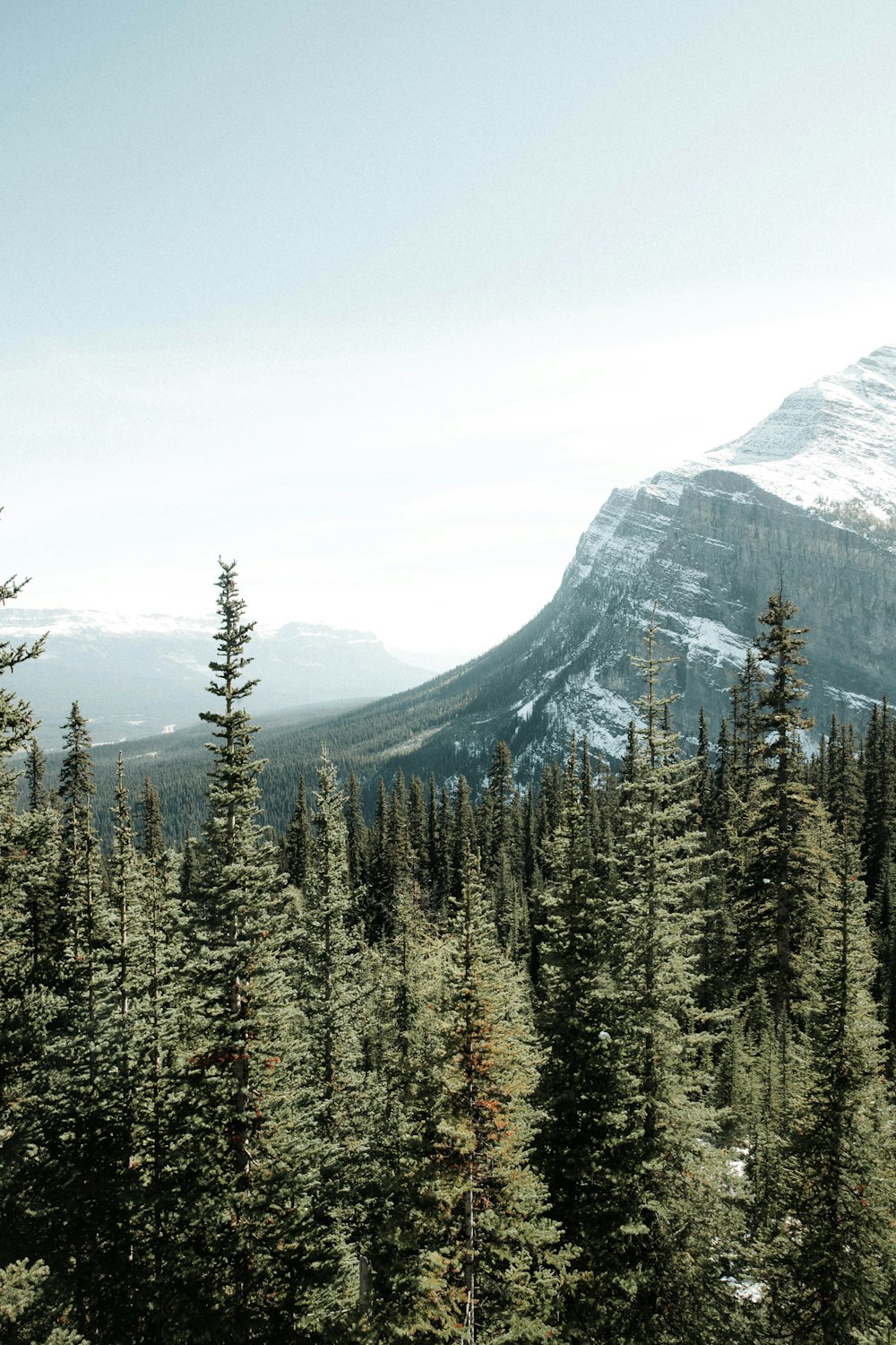 pine trees near mountains