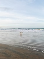 Siena exploring a rocky beach with waves gently lapping at her paws.