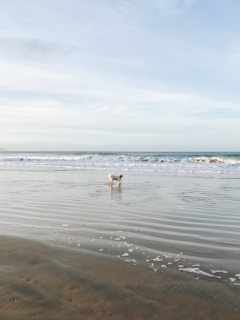 Siena exploring a rocky beach with waves gently lapping at her paws.
