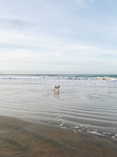A serene beach scene with a happy dog running along the shoreline under a bright blue sky