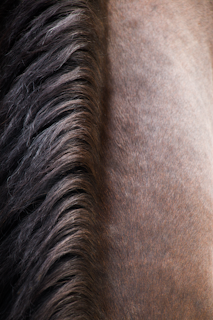 a close up of a horse's mane and mane