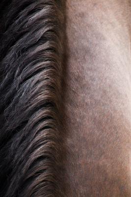 a close up of a horse's mane and mane