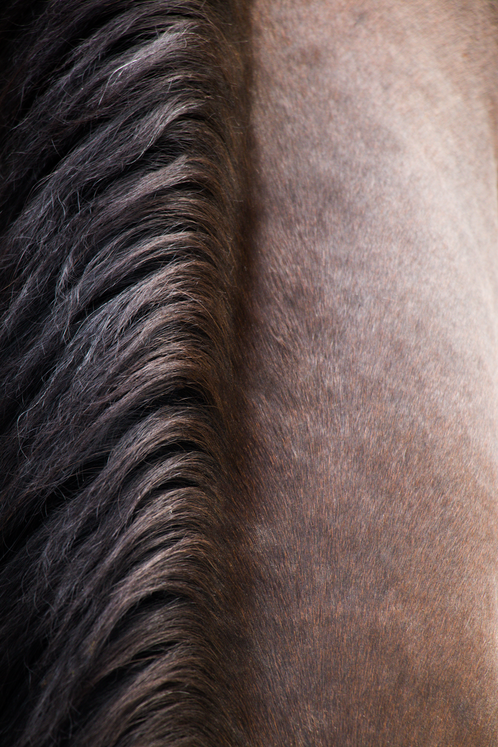 um close up da juba e da juba de um cavalo