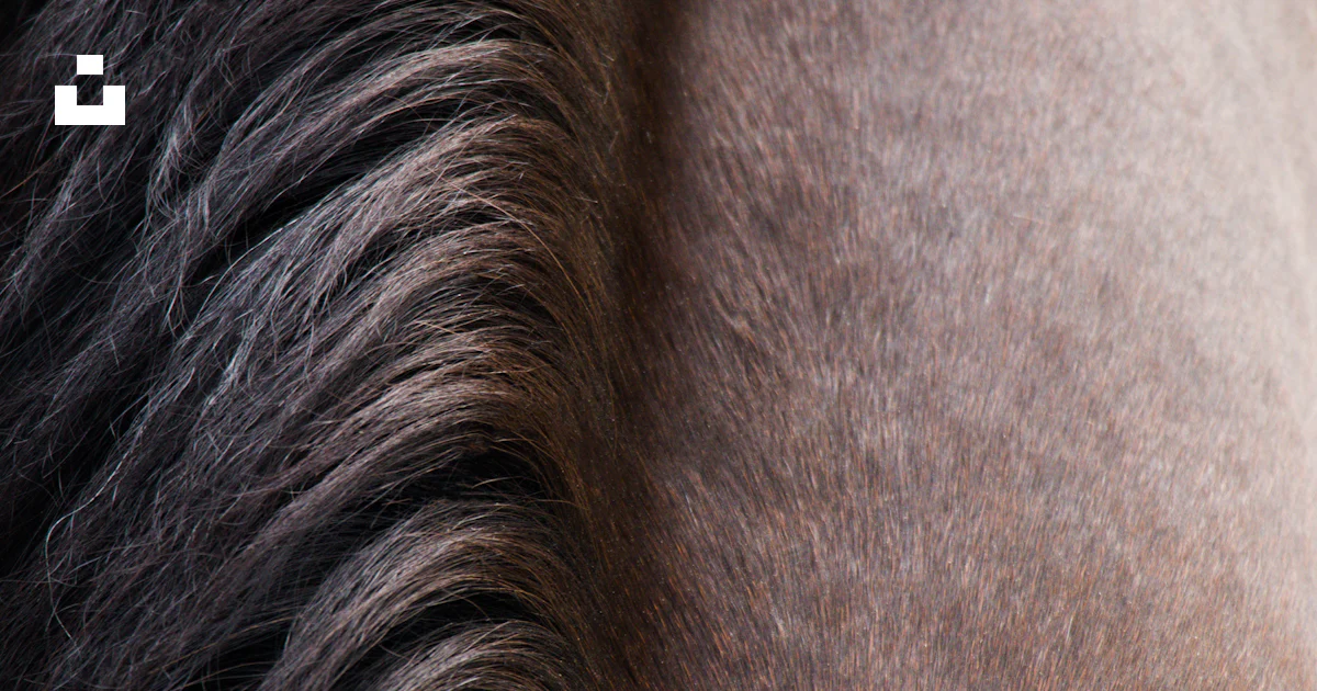 Mecate (corde) En Crin De Cheval 22 Pieds – Diamètre 1/2 Mecate (corde) En Crin De Cheval 22 Pieds – Diamètre 1/2