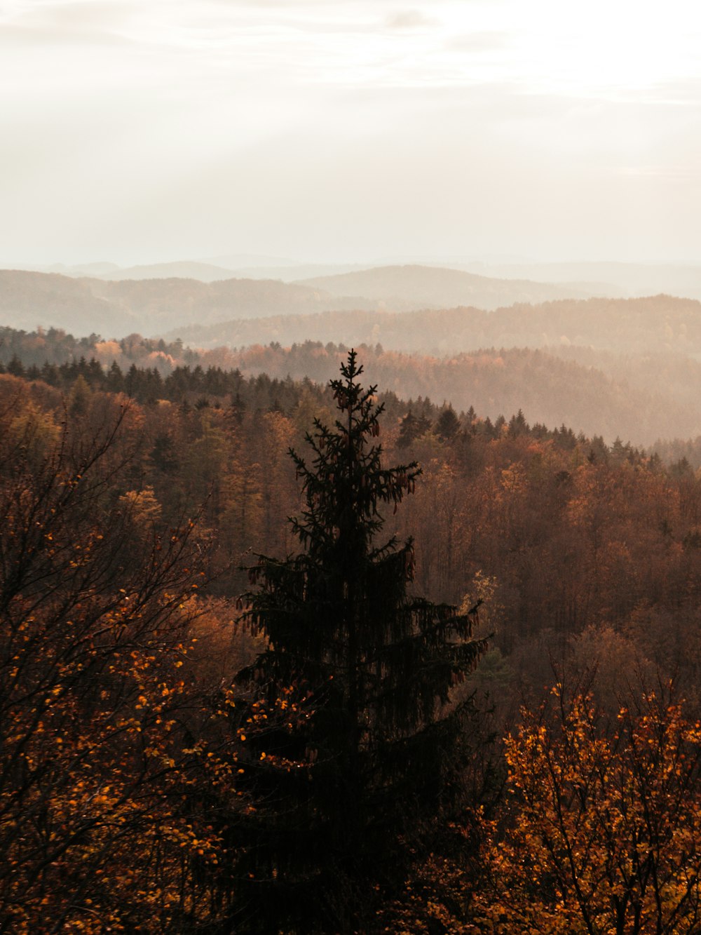 forest during daytime