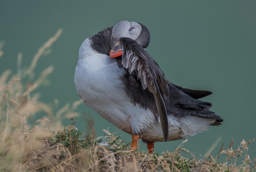 canard gris