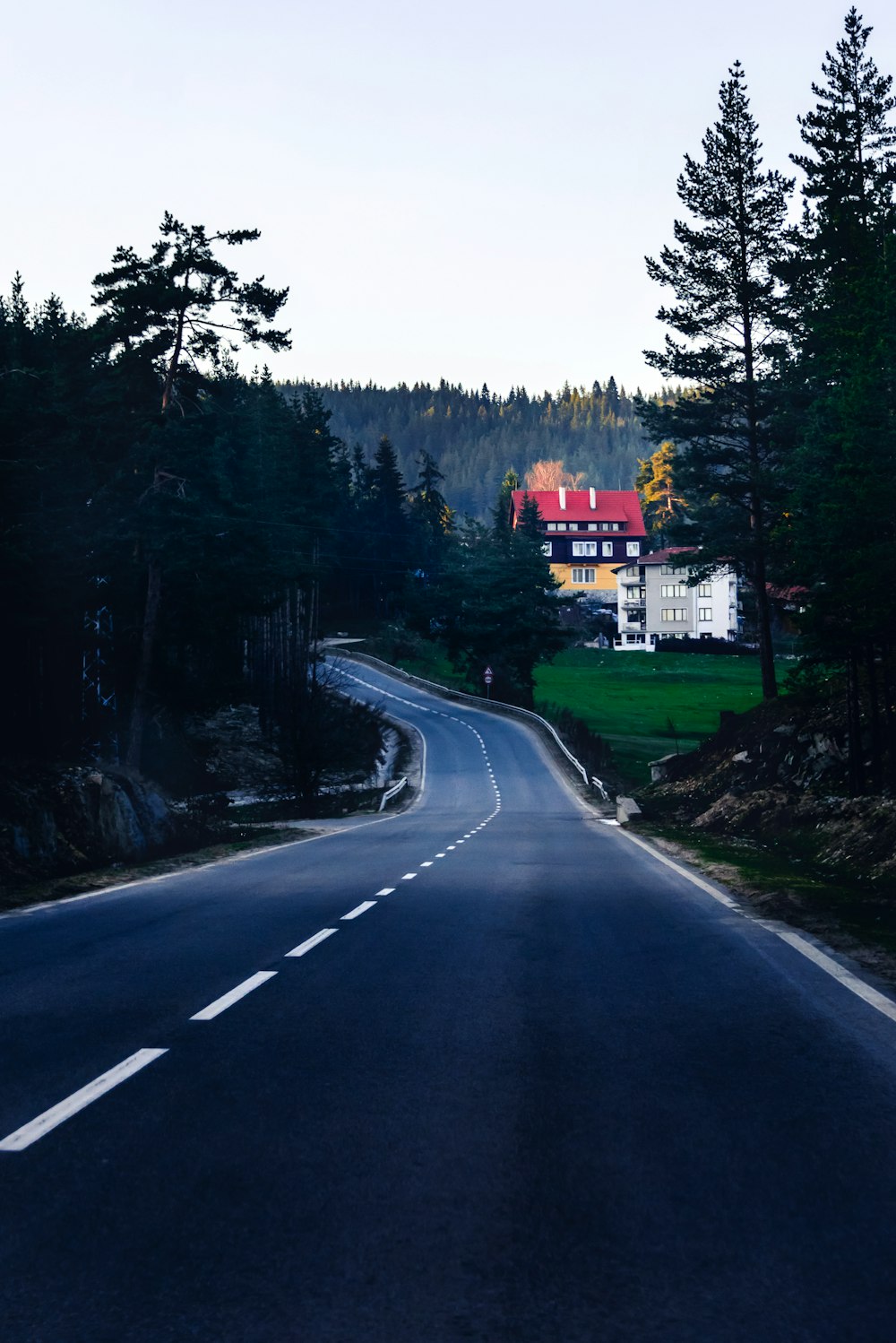 asphalt road between tall tres