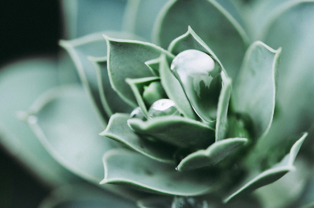 Selektive Fokusfotografie einer grünblättrigen Blume