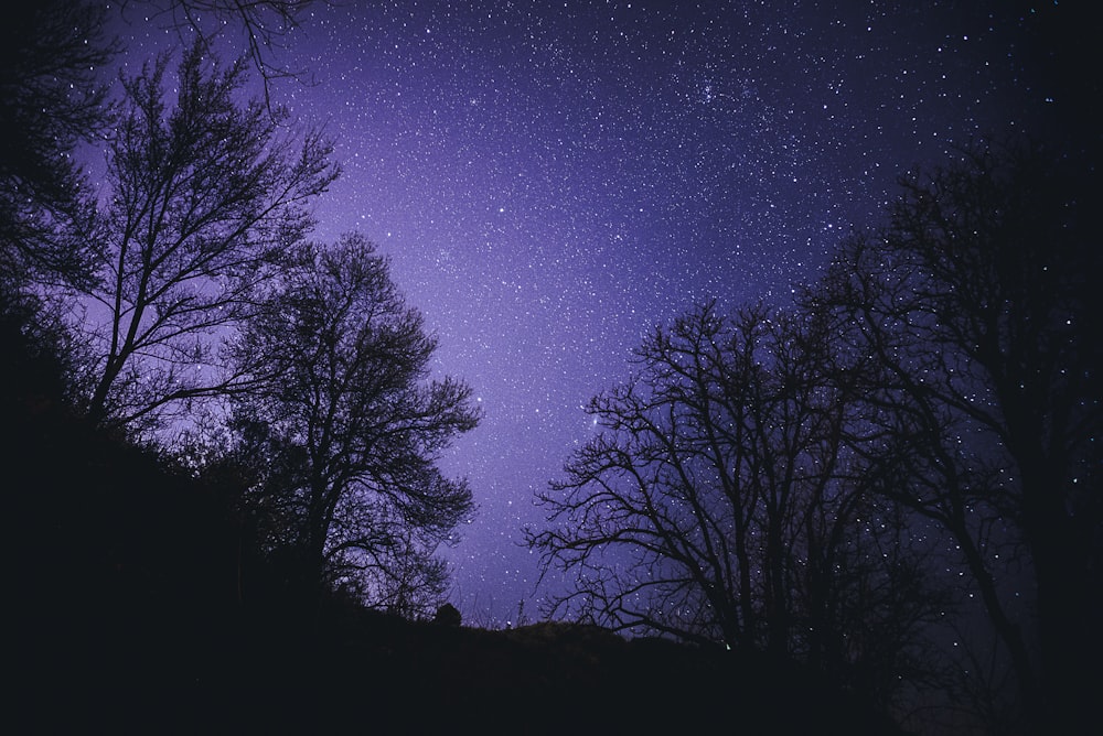 silhouette of trees under purple sky