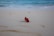 red-petaled flower on sand near shore