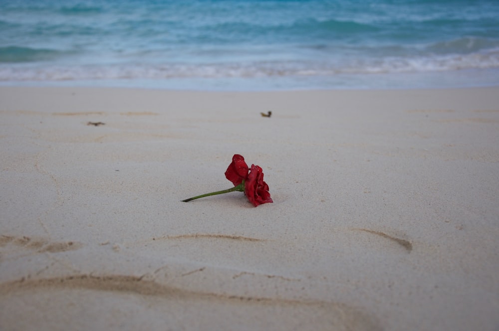 red-petaled flower on sand near shore