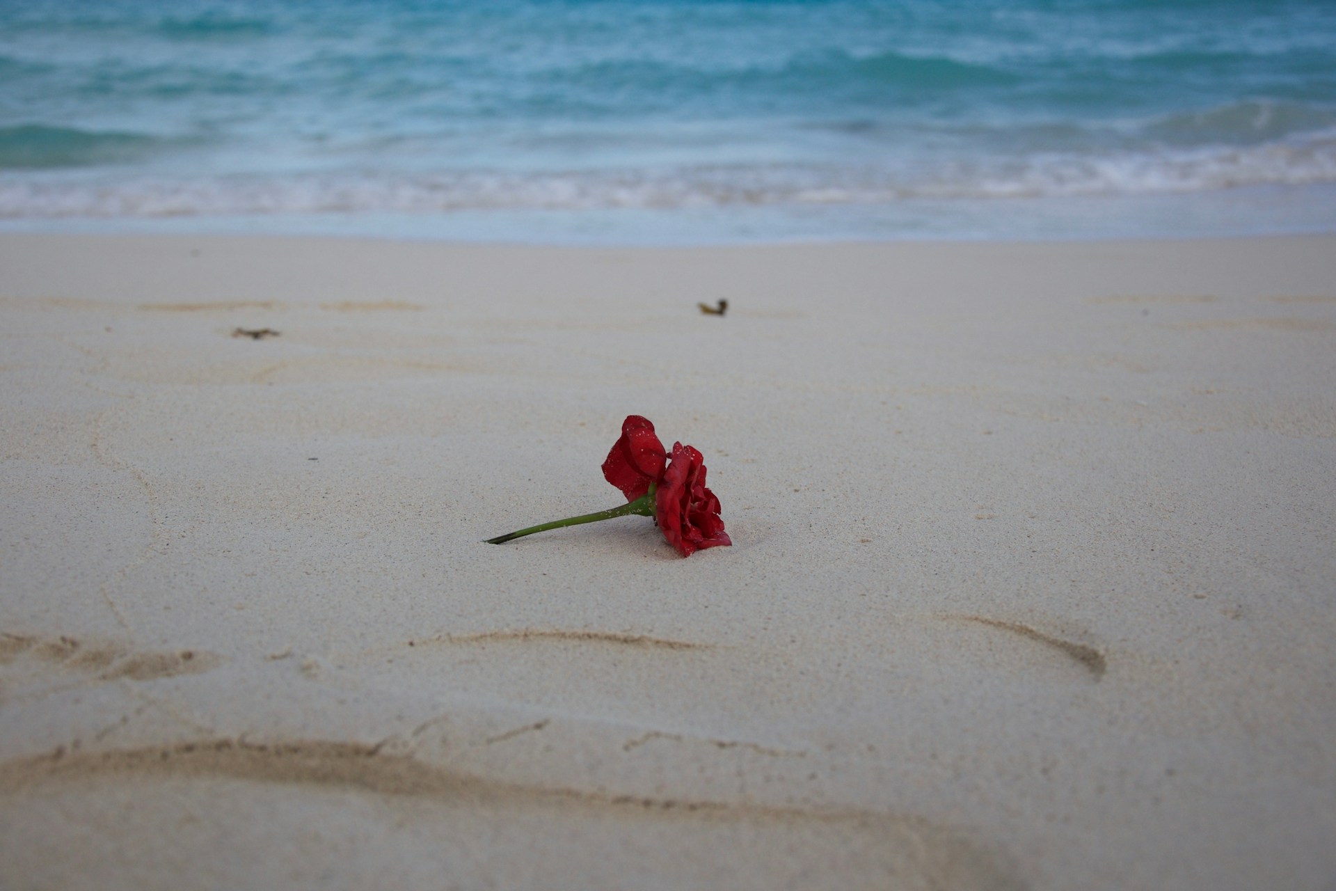 red-petaled flower on sand near shore
