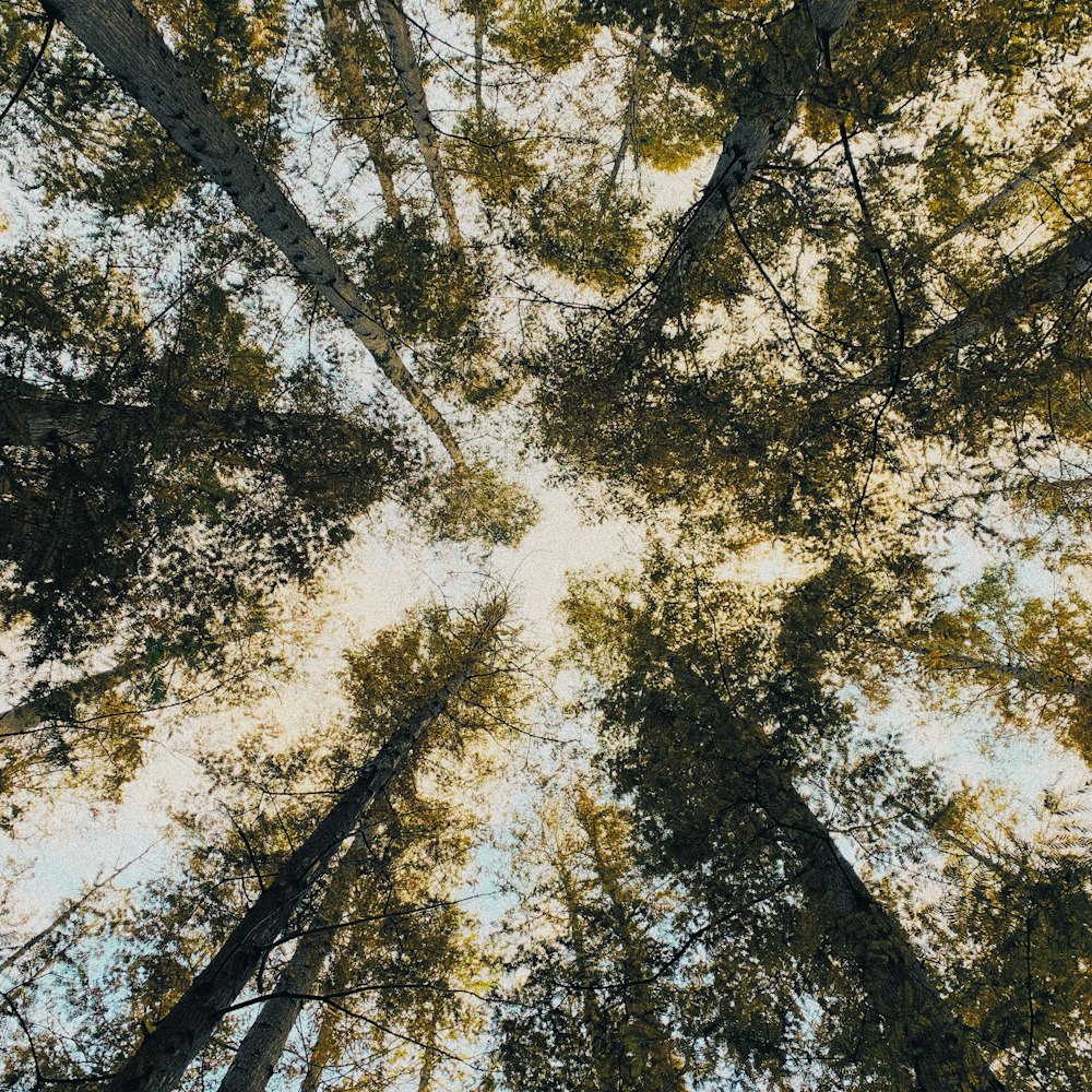 green-leafed trees