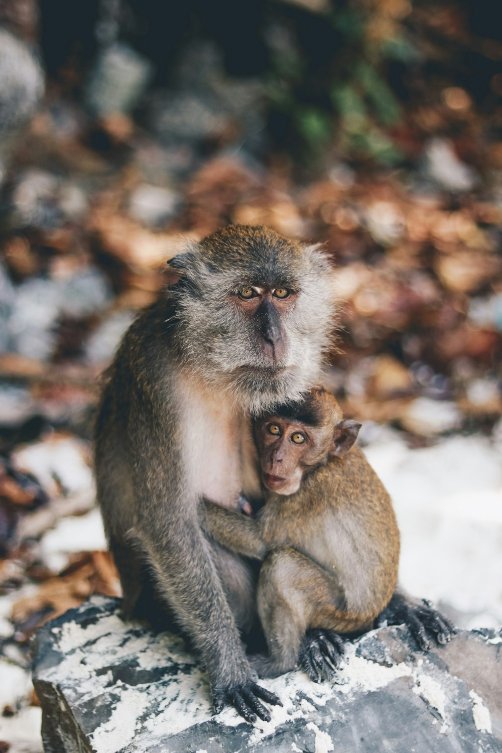 monkey and kid sitting on black rock