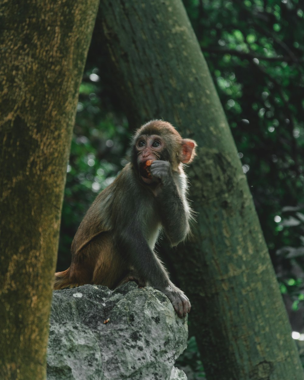 mono marrón comiendo fruta