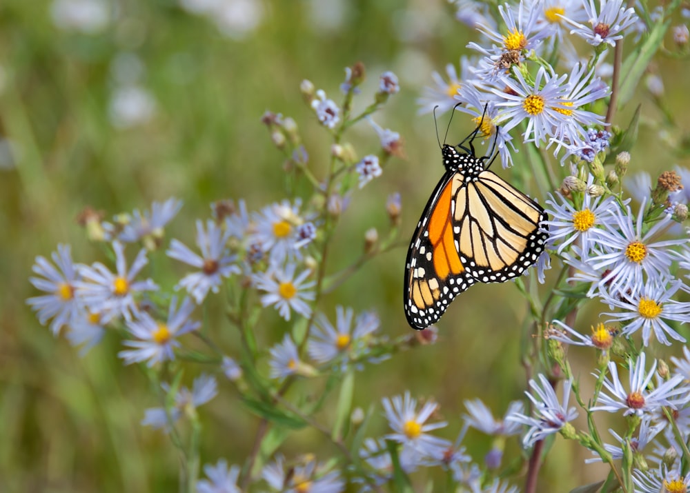 borboleta amarela empoleirando-se na flor branca
