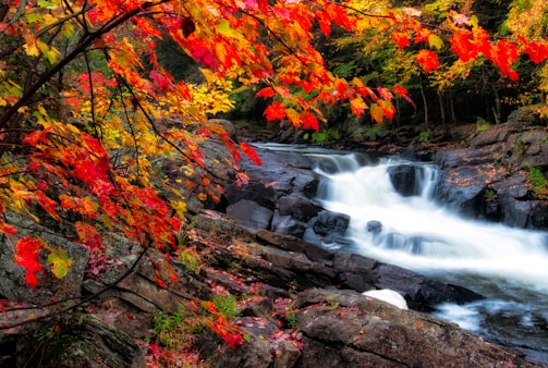 river waterfalls near trees