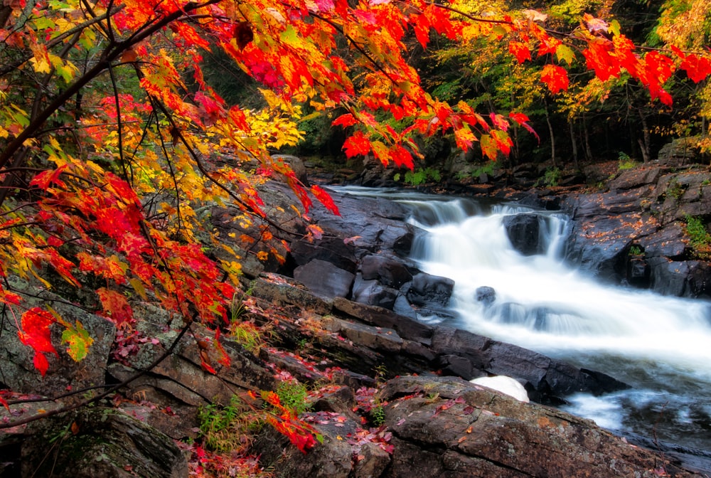 chutes d’eau près des arbres