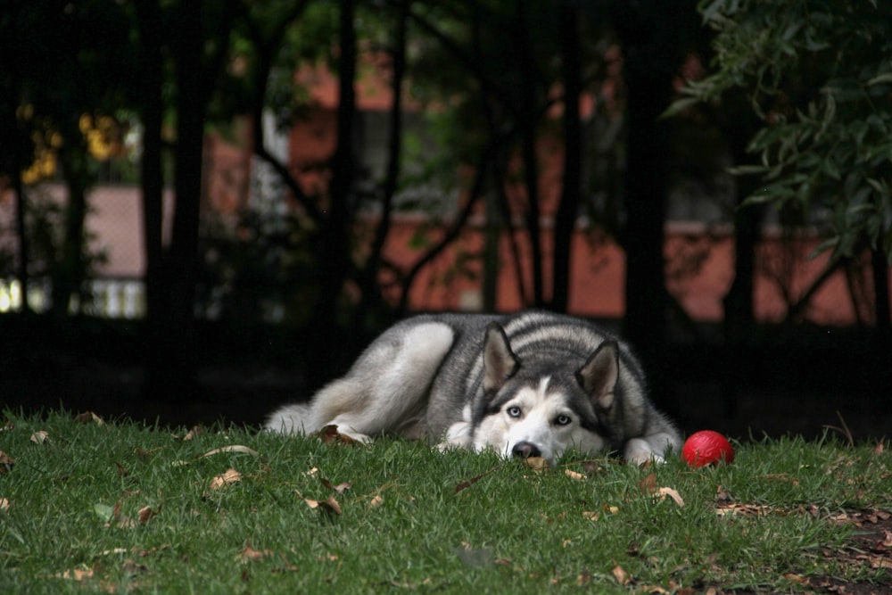 shallow focus photo of adult Siberian husky lying on grass