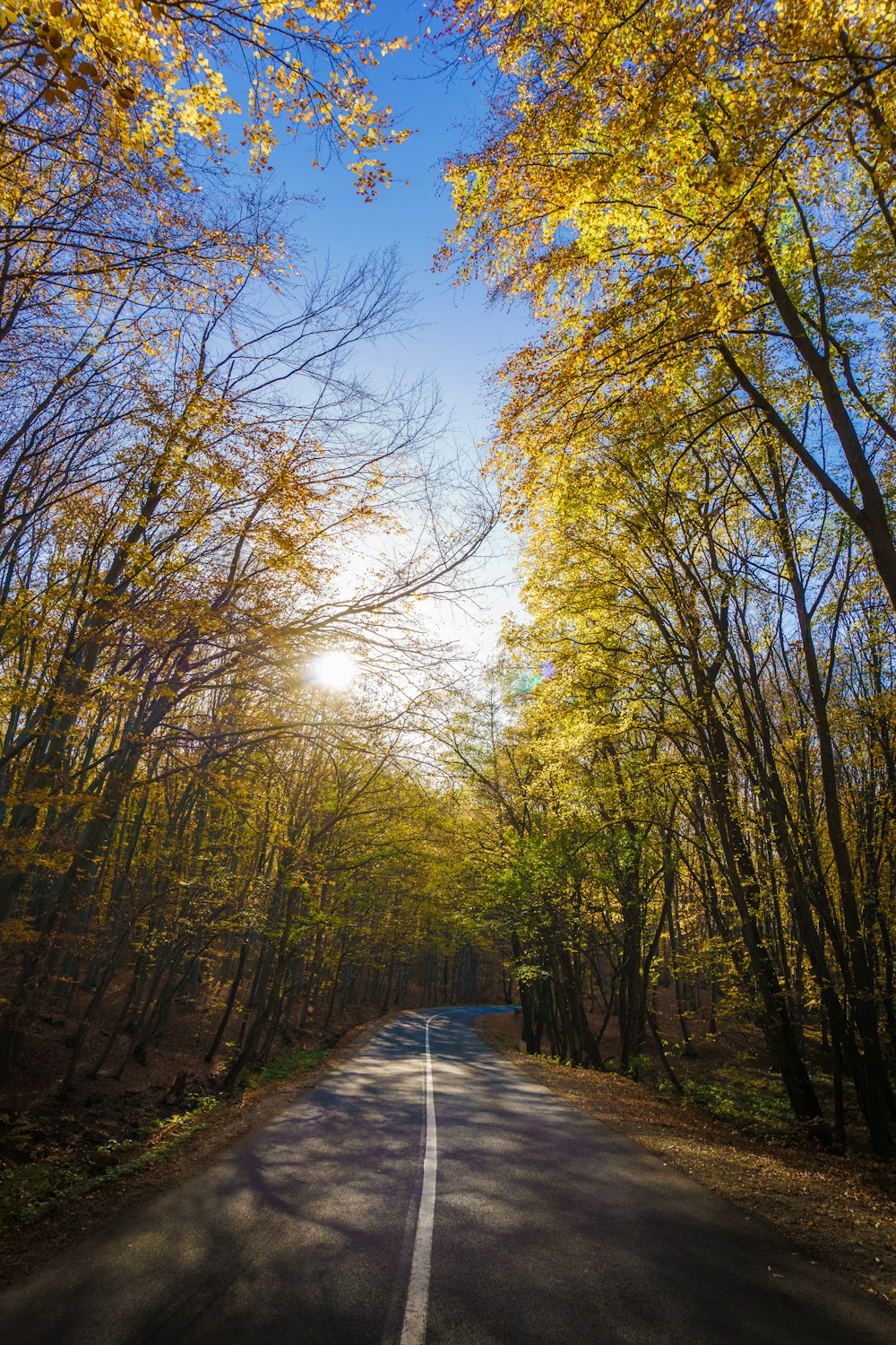 concrete road between trees