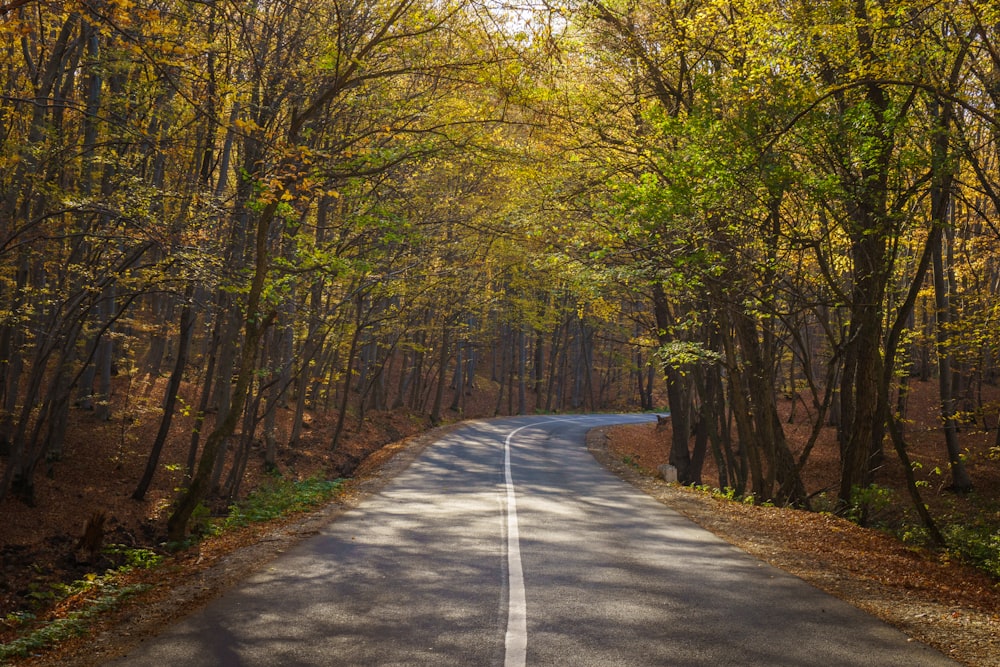road between green-leafed trees