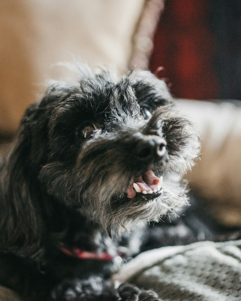 long-coated gray dog lying on gray textile