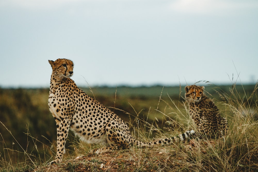 Cheetah with cub on grass field
