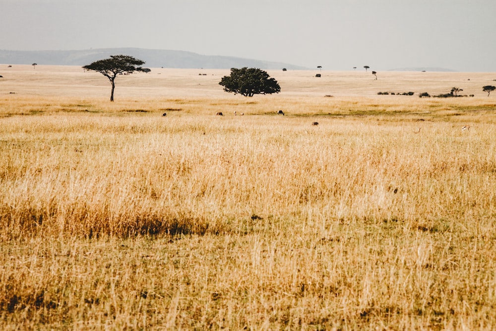 dried grass under blue sky