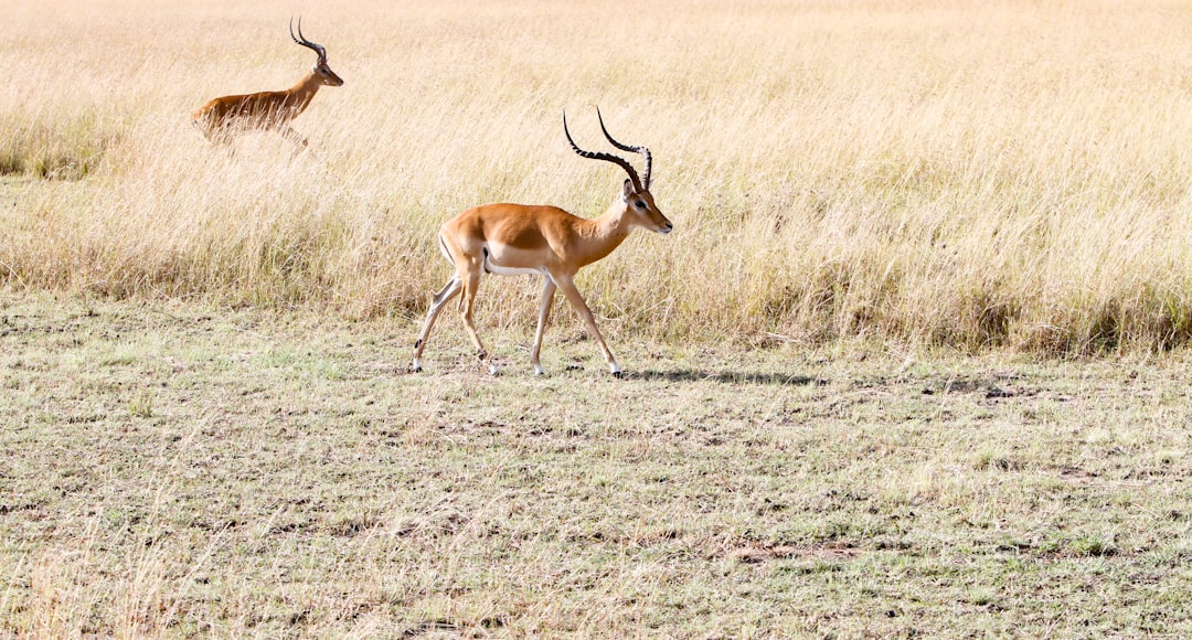  two deers on grass field antelope