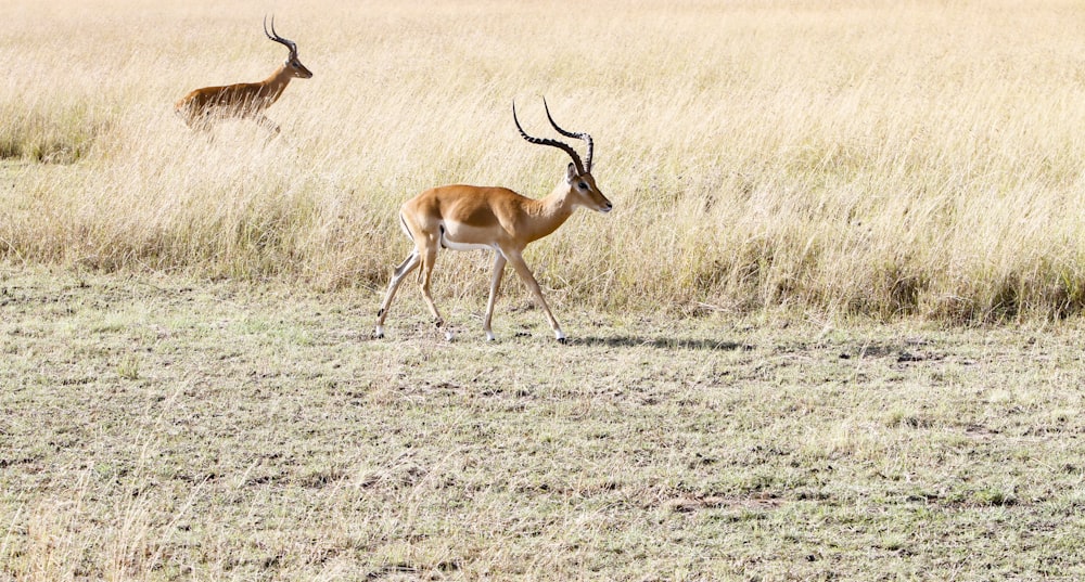 two deers on grass field