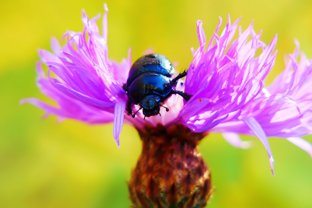 selective focus photo of black beetle on pink cluster flower during daytime