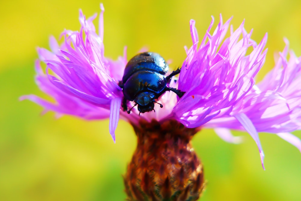 Selektives Fokusfoto eines schwarzen Käfers auf einer rosa Traubenblüte während des Tages