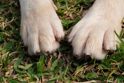 Close-up of a clean lawn with a dog paw print in the grass.