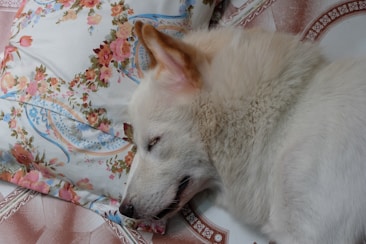 A fluffy white dog is peacefully sleeping on a bed. Its head rests on a floral-patterned pillow, adding a cozy and serene atmosphere to the scene.
