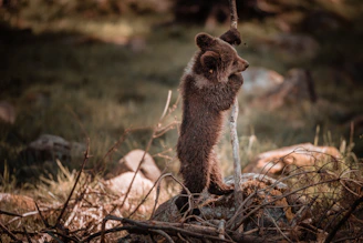 Young Andean bear walking through newly planted native trees in a misty cloud forest.