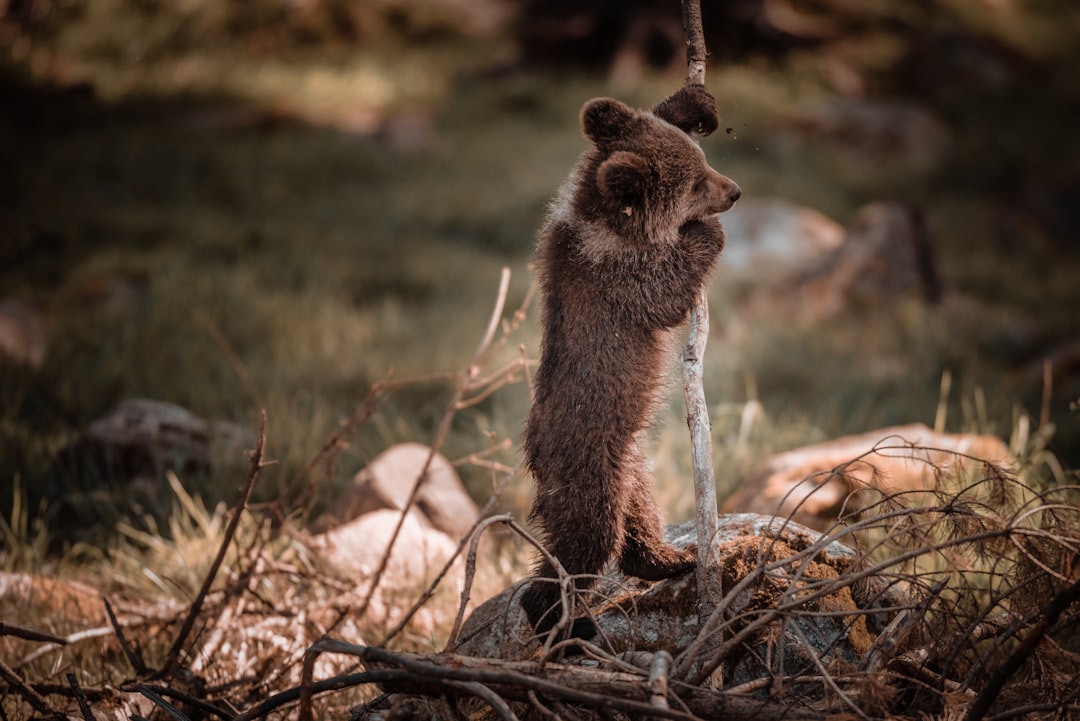 grizzly bear cub stand beside stick,