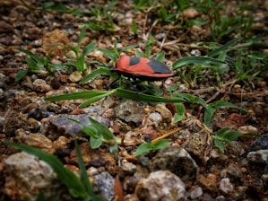 A brightly colored red and black bug is perched on a bed of small rocks and pebbles, surrounded by green grass blades. The ground appears moist, highlighting the texture of the stones and the vibrant colors of the insect and vegetation.
