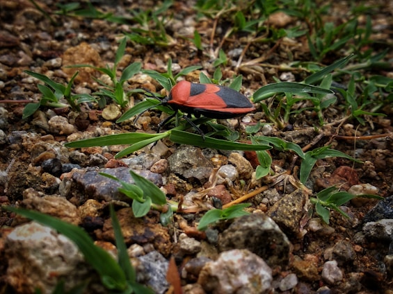 A brightly colored red and black bug is perched on a bed of small rocks and pebbles, surrounded by green grass blades. The ground appears moist, highlighting the texture of the stones and the vibrant colors of the insect and vegetation.