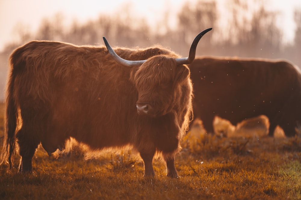 brown yak on grass field