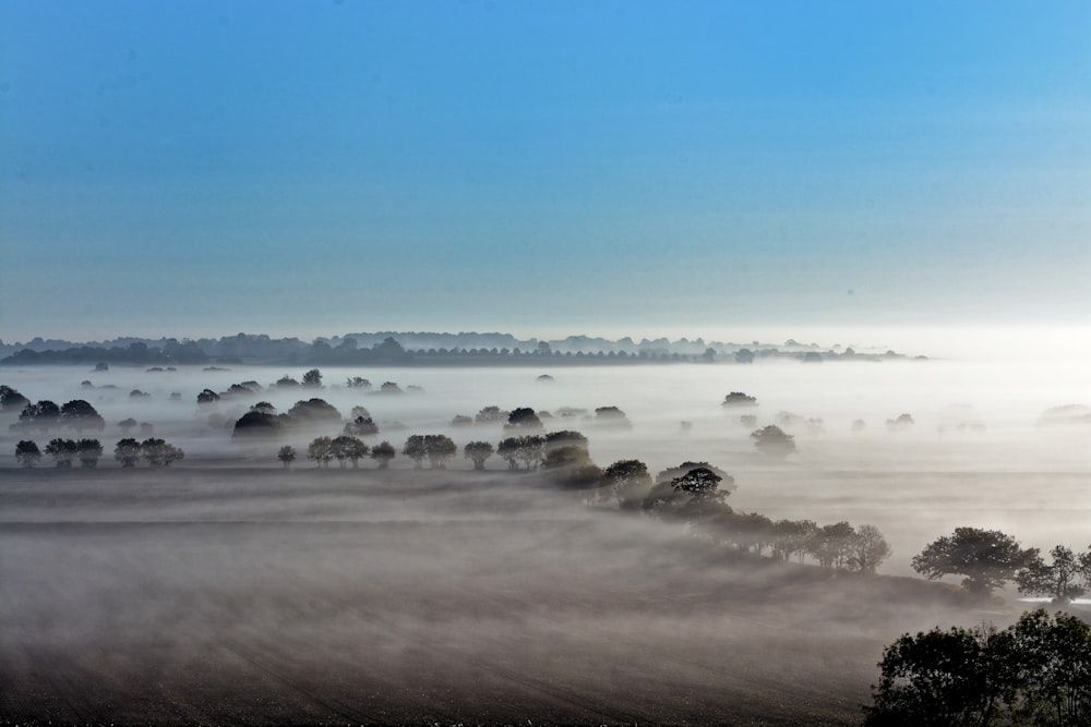 foggy forest during daytime