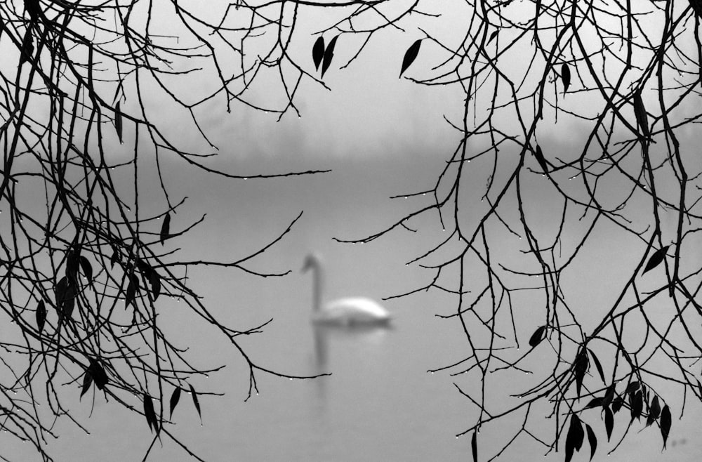 swan swimming on body of water during daytime