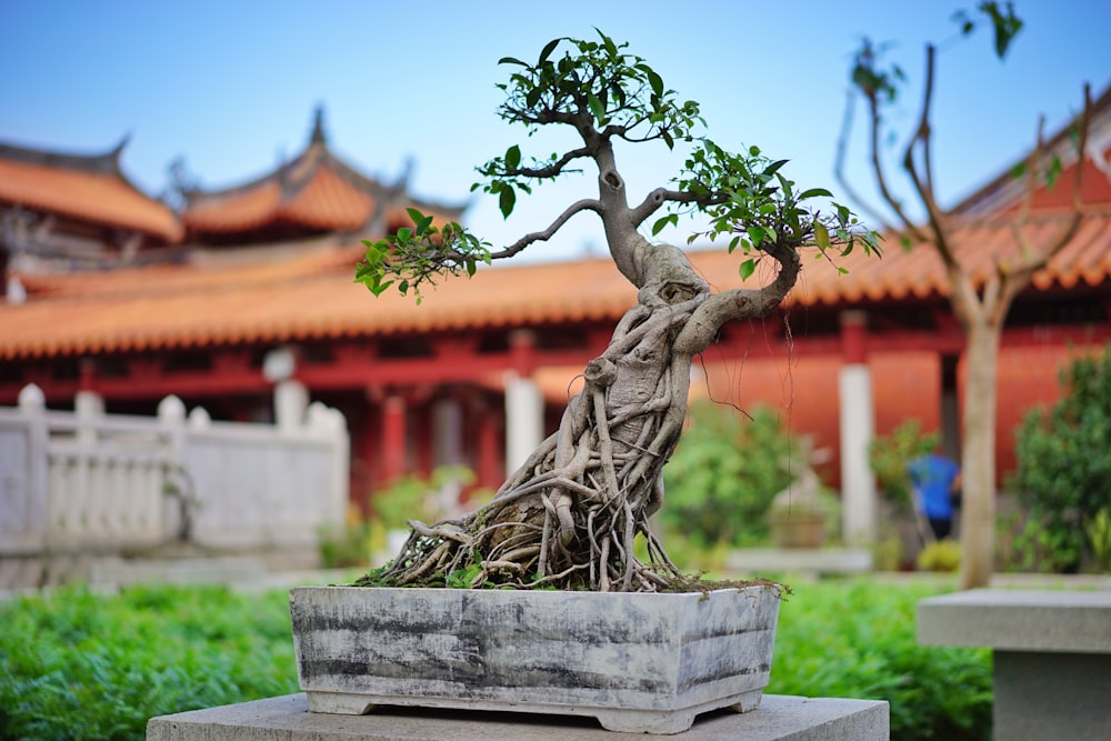 selective focus photography of bonsai plant