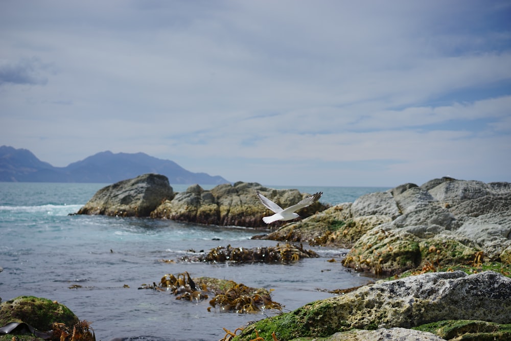 gaviota volando sobre la roca y el mar durante el día